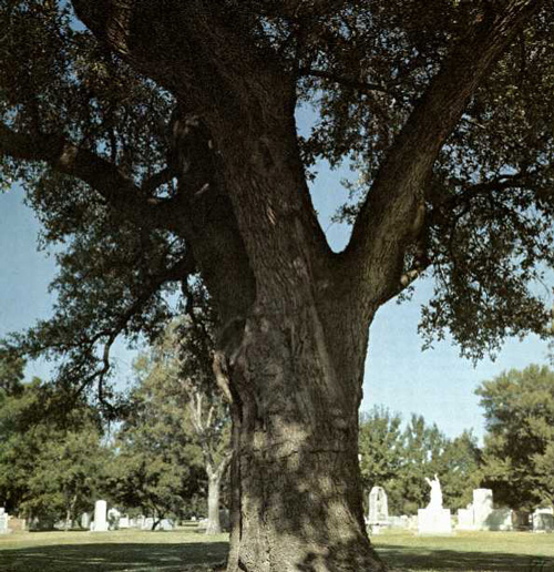 Turner Oak-1969